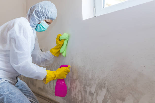 Best Emergency Mold Remediation  in Warner, OK